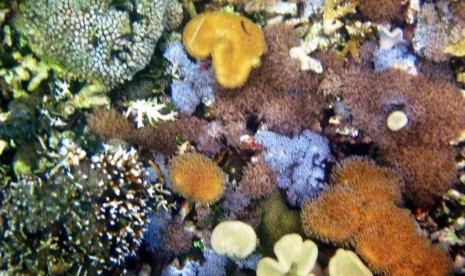 Taman soft coral di Desa Bangsring