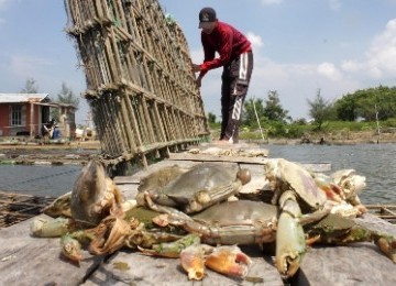 Tambak Kepiting/Ilustrasi