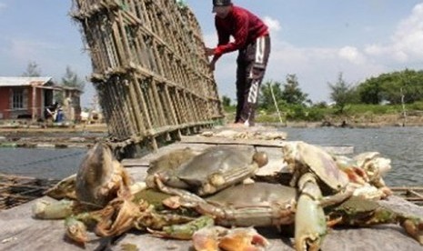 Tambak Kepiting/Ilustrasi