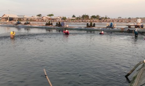 Tambak udang vaname di Desa Sungai Buntu, Kecamatan Pedes, Karawang, panen dini dampak dari air laut yang tercemar limbah minyak Pertamina, Kamis (8/8). 