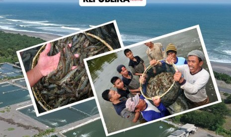 Tambak udang vanname di Kabupaten Pesisir Barat ditutup