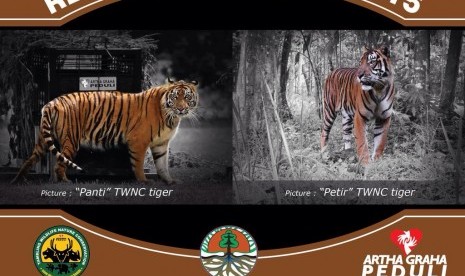 Tambling Wildlife Nature Conservation (TWNC) akan melepas dua harimau Sumatra ke alam liar, Selasa (3/3)