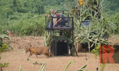 Tomy Winata melalui Tambling Wildlife Nature Conservation (TWNC) melepas Harimau Sumatera yang telah menjalani rehabilitasi untuk kembali ke alam liar. 