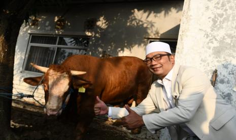 Tampak Ridwan kamil berpose bersama sapi kekar yang disumbangkannya di Kabupaten Bekasi