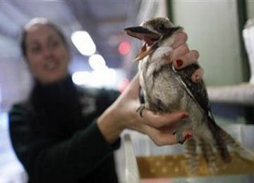 Tampak burung kookabura yang kelebihan berat badan tengah berada di rumah sakit kebun binatang, Taronga Zoo di Sidney, Australia.