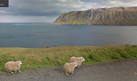 Tampilan layar dari situs Google Sheep View – situs yang mengumpulkan foto-foto domba dari seluruh dunia.