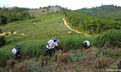 Tanah wakaf yang ditanami bahan pembuat parfum.