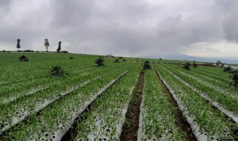 Tanaman bawang. Melalui sistem peringatan dan penanda dini atau Early Warning System (EWS) aneka cabai dan bawang, Kementerian Pertanian telah memperkirakan pasokan bawang hingga lebaran nanti masih sangat mencukupi.