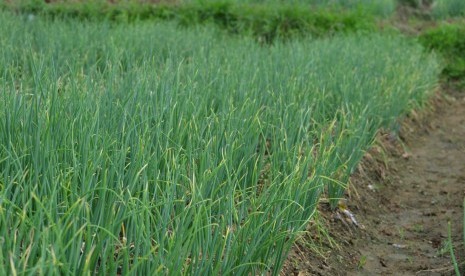 Tanaman bawang merah di Pamekasan, Jawa Timur.