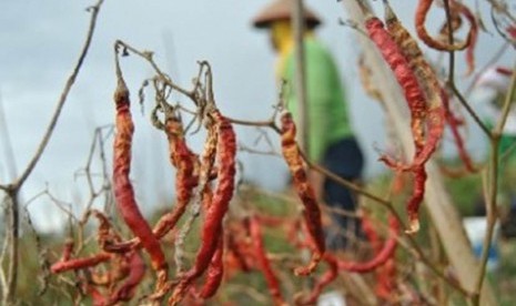 Tanaman cabai merah rusak akibat serangan hama. 