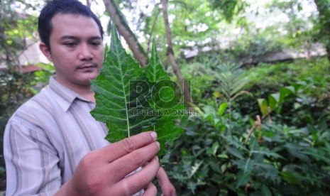 Tanaman daruju, berfungsi sebagai obat kanker hati.