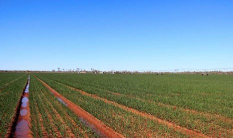 Tanaman daun bawang sedang diujicobakan di Rocky Hill, di Undoolya Station, di sebelah Timur Alice Springs