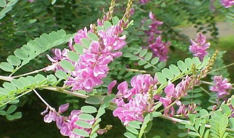 Tanaman indigofera