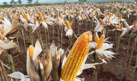 Tanaman jagung.