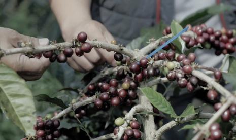 Tanaman kopi di perkebunan Java Frinsa Estate, Pangalengan, Jawa Barat