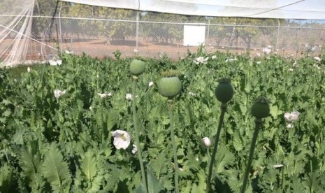 Tanaman opium ditanam di kebun percobaan di dekat Katherine di Northern Territory. Sejak 4.000 tahun lalu, opium sudah digunakan untuk mengobati rasa sakit. 