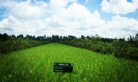 Tanaman padi dengan benih Inpara.