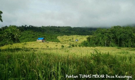 Tanaman padi dengan varietas inpago 5 dan inpago 8 di Kabupaten Paser, Kalimantan Timur (ilustrasi).