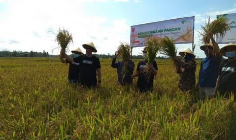 Tanaman padi hasil kolaborasi Dompet Dhuafa melalui Social Trust Fund (STF) bersama OK Oce dan Pondok Pesantren Alam (PPA) Al Muhtadin Sukabumi, Jawa Barat, hari ini memasuki masa panen tahap awal. Pada Jumat (14/8) pagi, panen perdana secara simbolis dilakukan oleh Ketua Yayasan Dompet Dhuafa Republika, Nasyith Majidi Bersama Pimpinan Ponpes Al Muhtadin.