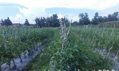 Tanaman sayuran organik di Kecamatan Anjir Pasar, Kabupaten Barito Kuala (Batola), Kalimantan Selatan.