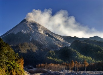 Tanaman di lereng Gunung Merapi