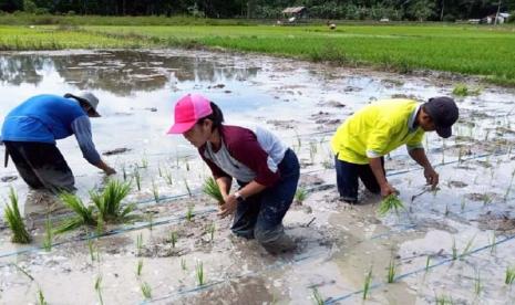 Targetnya, uji coba penanaman padi 28 ribu hektar pada Musim Tanam I tahun 2021 pada  Oktober 2020 - Maret 2021 (Okmar). Guna mengembangkan sektor pertanian hulu ke hilir didukung SDM pertanian andal. 