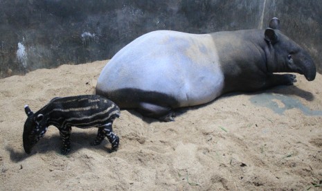 Tari dan bayinya yang baru ia lahirkan di Taman Safari Indonesia.