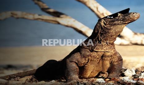 Tarif baru tiket masuk Taman Nasional Komodo berlaku mulai 1 Agustus 2022.