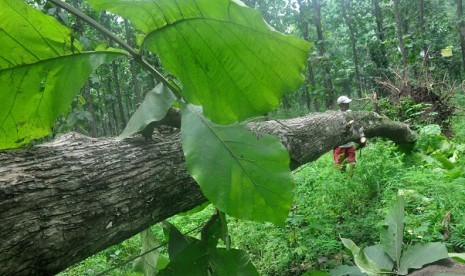 People have wider access to use the forest's resources. (Illustration)