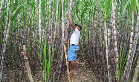 Teguh Cahyono, petani tebu di Desa Prajekan Kidul, Kecamatan Prajekan, Kabupaten Bondowoso, Jawa Timur.