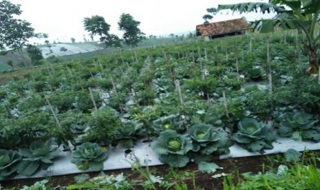 Teknik tumpang sari pada tanaman cabai bisa mengoptimalkan penggunaan lahan