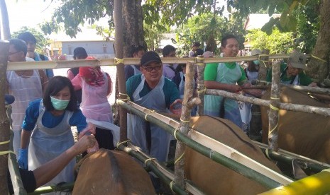 Tenaga medis hewan sedang mengecek kesehatan reproduksi sapi di Maros Sulawesi Selatan, beberapa waktu lalu.