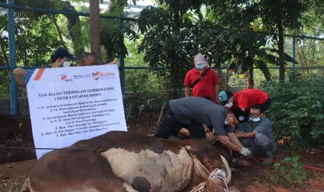 Terhitung jumlah hewan yang dikonsolidasikan Bakrie Amanah sebanyak 107 ekor sapi dan 162 ekor domba dan kambing dengan target penerima manfaat sebanyak 65.757 jiwa, di 12 provinsi.