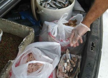 Terjerat utang gara-gara memberi makan kucing liar