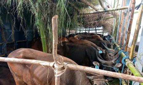 Terkait dengan adanya wabah Penyakit Mulut dan Kuku (PMK) di beberapa kabupaten di Jawa Timur dan di Aceh, Himpunan Peternak Domba Kambing Indonesia (HPDKI) gerak cepat mengkoordinasikan seluruh anggotanya di seluruh wilyah Indonesia untuk mendukung upaya pemerintah dalam mengendalikan dan mencegah penyebaran PMK.