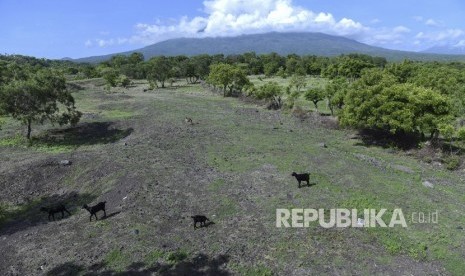 Ternak warga berada di jalur lahar letusan Gunung Agung tahun 1963 di kawasan Kubu, Karangasem, Bali, Kamis (7/12). 