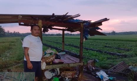 Warga menunjukkan gubuk tempat belasan pemetik buah semangka disambar petir di areal persawahan Subak Kawis, Desa Budeng, Kecamatan Jembrana, Sabtu (27/1/2024).