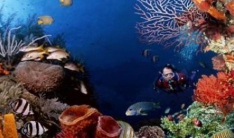 Coral reefs in Bunaken, Manado, North Sulawesi.