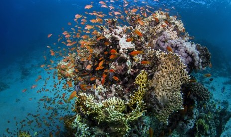 Terumbu karang di Australia