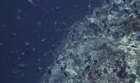 Terumbu karang di laut.