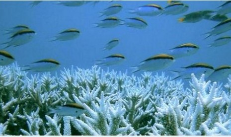 Terumbu karang Great Barrier Reef di Australia memutih dan kehilangan penutupnya akibat badai, perubahan iklim dan ledakan populasi bintang laut berduri.