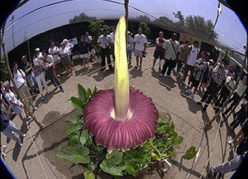 The corpse flower  (Amorphophallus titanium) blooms as a handful of tourists watch (illustration).