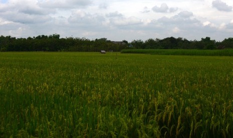 Rice field (illustration)