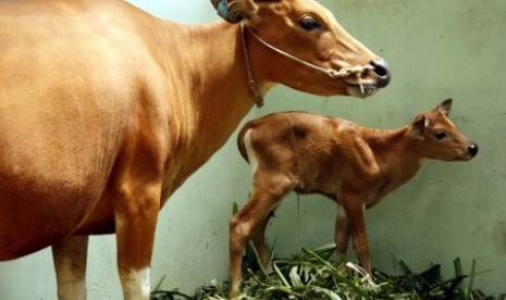 The new crossbred (right) is in Taman Safari Indonesia II Prigen in East Java.   