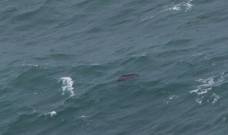 This aerial photo shows a piece of object is floating on the waters of Java Sea near Central Kalimantan province, Indonesia on Tuesday, Dec. 30, 2014. 