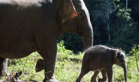 Three elephants are poisoned to death in Tesso Nilo National Park, Riau. Minister of Forestry Zulkifli Hasan suspects the endangered species poisoned because they entered plantation area. (illustration)