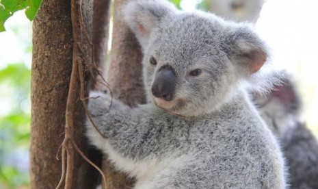 Tidak dipungkiri lagi kalau populasi koala di Tenggara Queensland terus menurun.