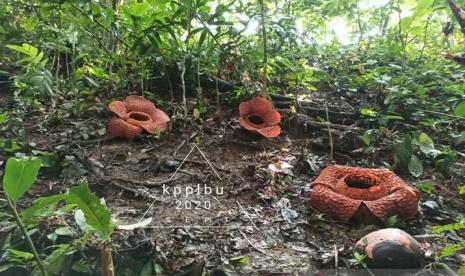 Tiga bunga langka dilindungi Rafflesia kemumu mekar sempurna di habitat aslinya di kawasan Air Terjun Curug 9 Kabupaten Bengkulu Utara.