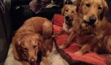 Tiga dari sepuluh anjing golden retriever yang dikirim oleh Gereja Lutheran ke Newton, Connecticut untuk menghibur dan menyamankan para korban selamat di penembakan Sandy Hook.