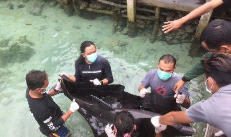 Tiga eko lumba-lumba tengah dievakuasi di Pulau Menjangan Besar, Karimun Jawa, dari kolam yang berisi 30 ikan Hiu. Sayangnya, 2 dari 3 Lumba-lumba tersebut mati karena gigitan Hiu.